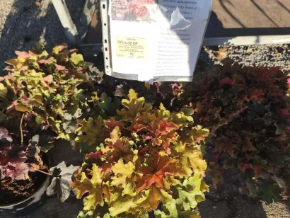 Foto: Gradska tržnica Daruvar