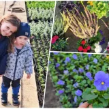 Foto: Gradska tržnica Daruvar