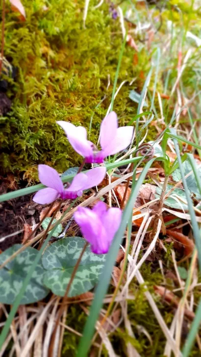 Foto: Udruga Lipa Garešnica