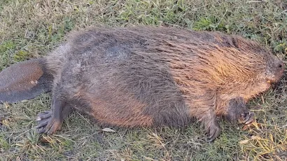 Nastradali dabar/Foto: Ivan Beljan/Facebook