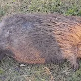 Nastradali dabar/Foto: Ivan Beljan/Facebook