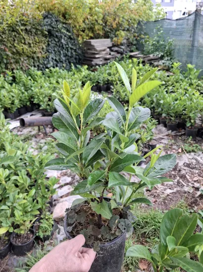 Foto: Daruvarske toplice