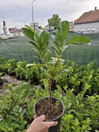 Foto: Daruvarske toplice