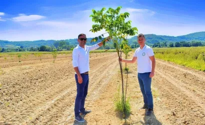 Neven Šimić i Davor Počijak odlučili su podići vlastite nasade oraha Chandler/Foto: Foto: Maja Celing Celić