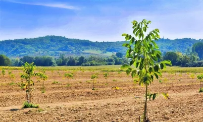 Nasad oraha Chandler/Foto: Foto: Maja Celing Celić
