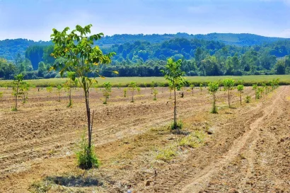 Nasad oraha Chandler/Foto: Foto: Maja Celing Celić