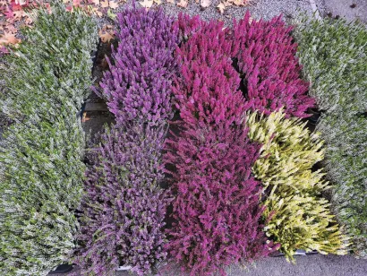 Foto: Gradska tržnica Daruvar