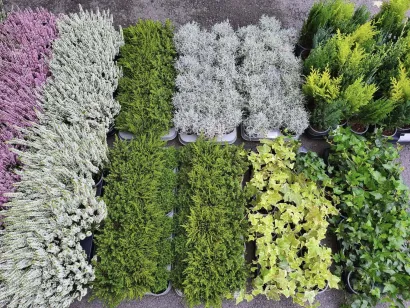 Foto: Gradska tržnica Daruvar