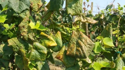 Foto: Ministarstvo poljoprivrede