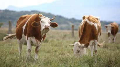 Metan koji krave podriguju glavni je krivac što se smatraju zagađivačima prirode/Foto: Duje Klaric/CROPIX