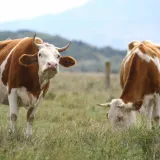 Metan koji krave podriguju glavni je krivac što se smatraju zagađivačima prirode/Foto: Duje Klaric/CROPIX