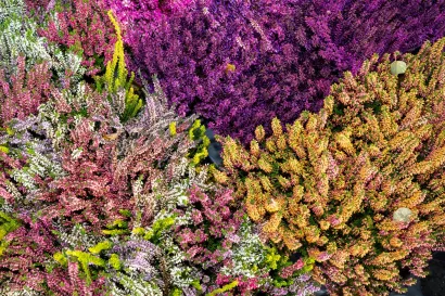 Foto: Predrag Uskoković/Grad Daruvar