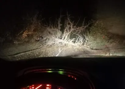 Stabla su padala na hercegovčanskom području/Foto: Čitatelj