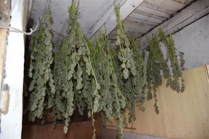 Policija je otkrila veću količinu droge/Foto: PU bjelovarsko-bilogorska