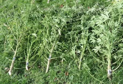 Čazmanac je drogu uzgajao pored obiteljske kuće/Foto: PU bjelovarsko-bilogorska