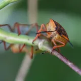 Europski smrdljivi martin/Foto: Ivana Nobilo/CROPIX
