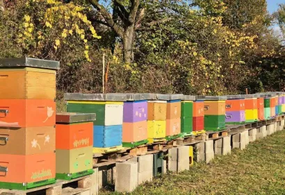 Košnice u Dišniku/Foto: Privatni album