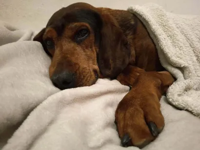 Foto: Udruga Vau Vau