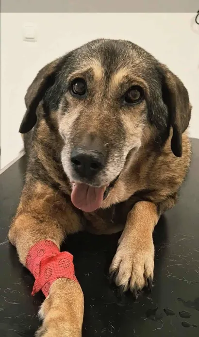 Foto: Udruga Vau Vau