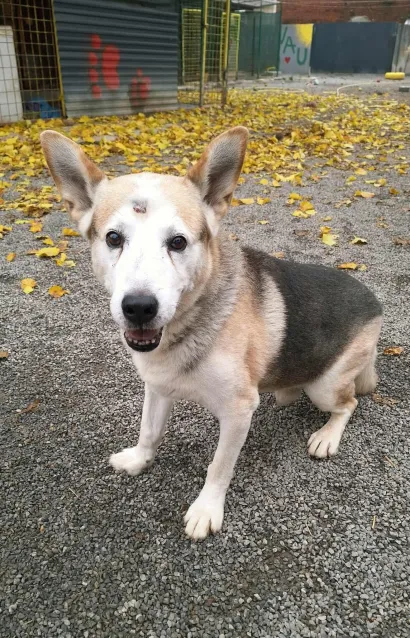 Foto: Udruga Vau Vau