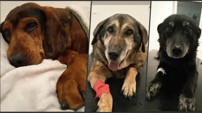 Foto: Udruga Vau Vau