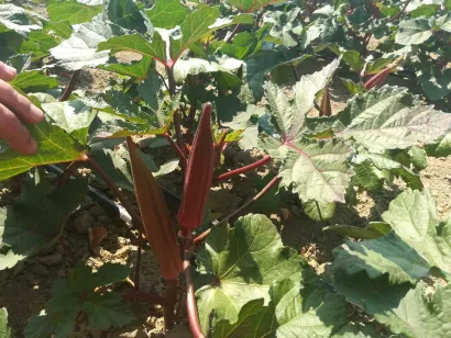 Foto: Privatni album