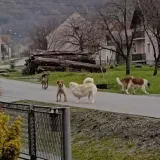 Oavki prizori u Siraču postali su gotovo pa svakodnevni/Foto: Općina Sirač