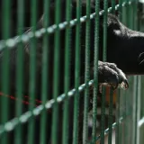 Vlasnik psa zaradio je prijavu/ Foto: Duje Klaric/CROPIX (ilustracija)