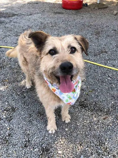 Amigu je u petak rođendan, a ima samo jednu želju/Foto: Udruga Vau Vau