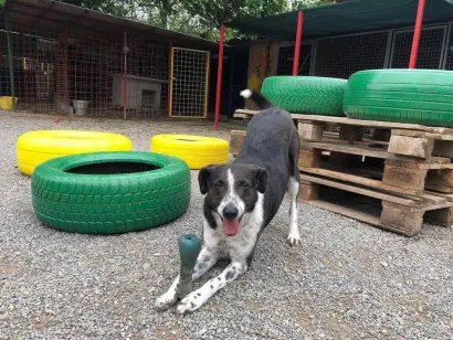 Foto: Udruga Vau Vau