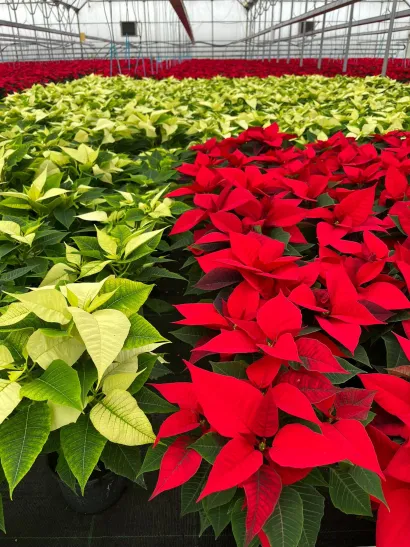 Rasko&scaron; u plastenicima obitelji Raven&scaron;ćak/Foto: Privatni album