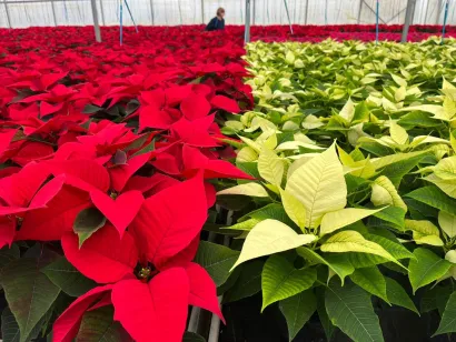 Zvijezde dokaze u vi&scaron;e boja, no najpopularnija je crvena/Foto: Privatni album