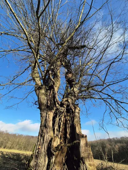 Foto: Udruga Lipa Gare&scaron;nica