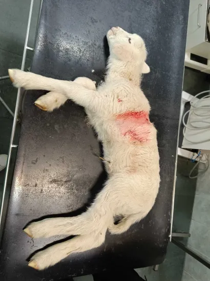 Pas je janjetu o&scaron;tetio pluća/ Foto: Mirjana Oliver