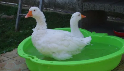 Lusi i Lu/Foto: Privatni album