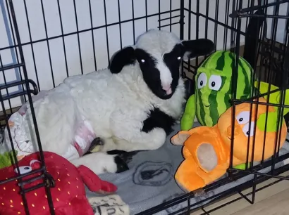 Marina je prona&scaron;la novi dom/Foto: Privatni album