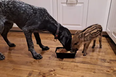 Grga i psi od prvoga dana po&scaron;teno dijele obroke/Foto: Privatni album