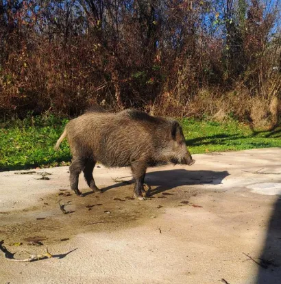 Divlji pra&scaron;čić pretvorio se u snažnog mužjaka/Foto: Privatni album