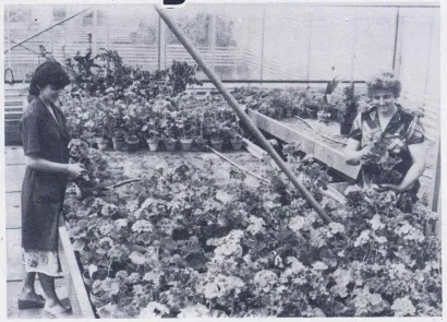 Bjelovarski vrt bio je jedan od najvećih rasadnika u biv&scaron;oj Jugoslaviji/Foto: Državni arhiv