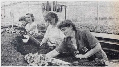 U rasadnicima su radile uglavnom žene/Foto: Državni arhiv