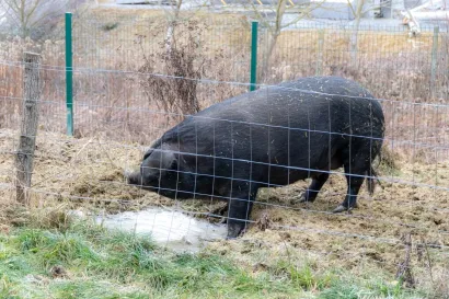 Ruža u sklopu firme ima vlastiti obor/Foto: &Scaron;tefan Brajković