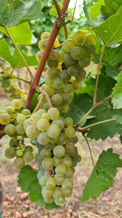 U Daruvaru se proizvode uglavnom bijela vina/Foto: Privatni album