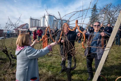 Vinogradari prizivaju dobru godinu/Foto: Predrag Uskoković