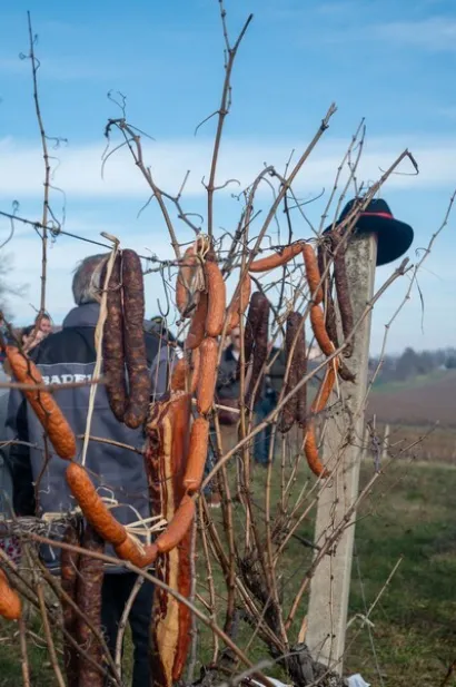 Kobasice na trsju, poznat prizor/Foto: Predrag Uskoković