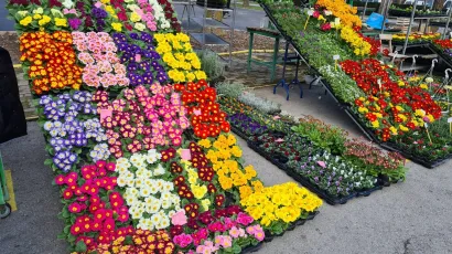 Ponuda cvijeća na daruvarskoj tržnici/Foto: Gradska tržnica Daruvar