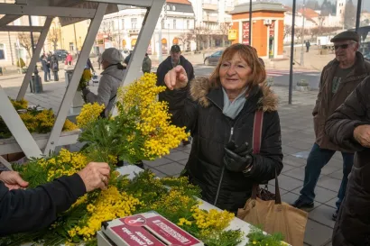 Daruvarčani vole mimoze, ali vole i pomoći/Foto: Predrag Uskoković