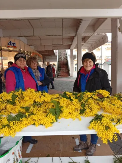 Omiljeni cvijet ukrasio je ovih dana mnoge daruvarske domove/Foto: Liga protiv raka Daruvar