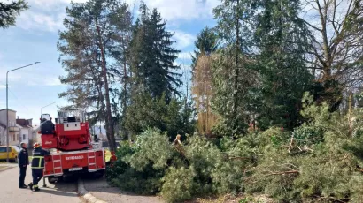 Ru&scaron;enje stabala u Strossmayerovoj/ Foto:MojPortal