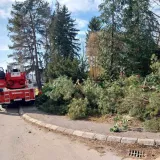 Ru&scaron;enje stabala u Strossmayerovoj/ Foto:MojPortal