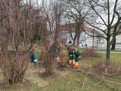 Iz Komunalca su pojasnili kako zbrinuti vi&scaron;ak granja/Foto: Komunalac Bjelovar